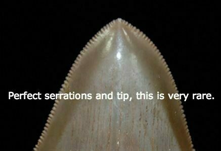 Perfect serrations and tip on a Megalodon tooth is very rare.